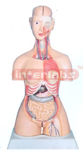 85 CM TALL INDO-TYPE HUMAN TORSO MODEL WITH HEAD